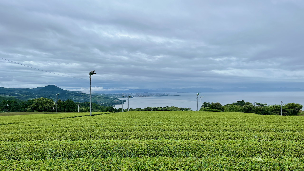 Ocean view from a tea field in Sonogi