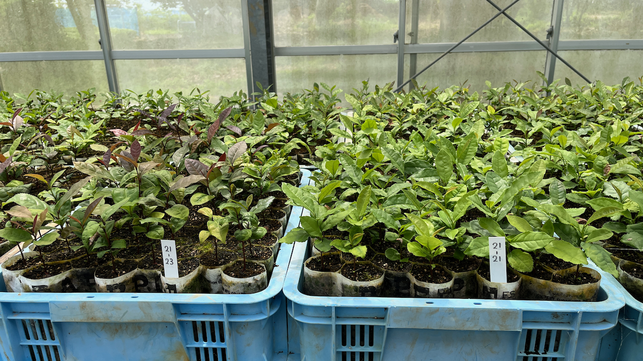 Two unnamed selected seedlings being grown in the seedling greenhouse. Both share one of the parents (see numbers)