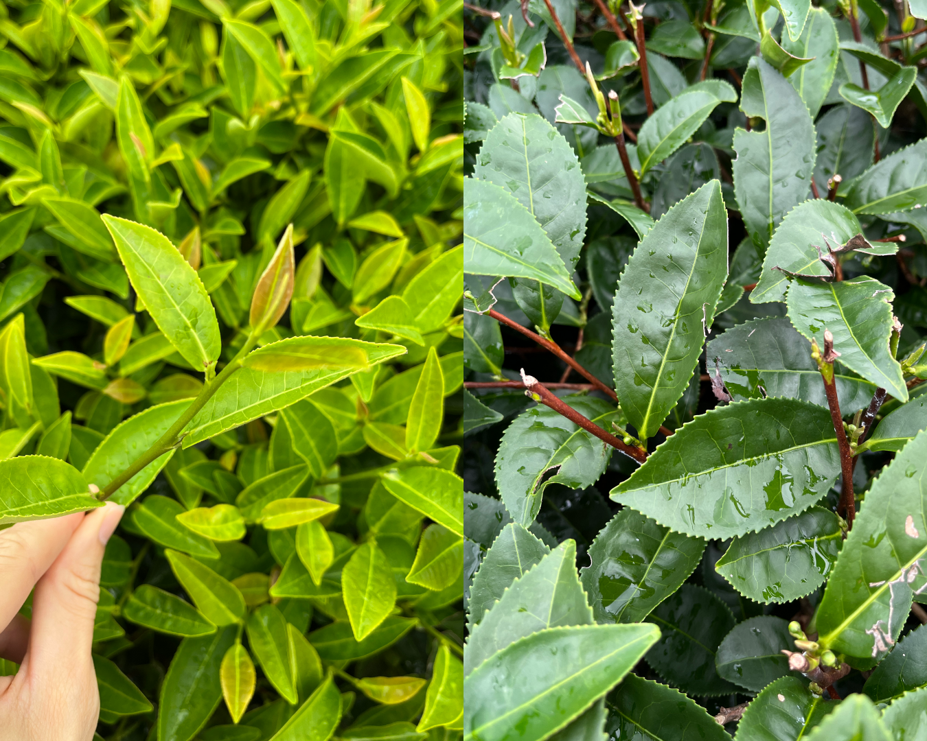 Japanese cultivar (left) and Taiwanese cultivar (right)