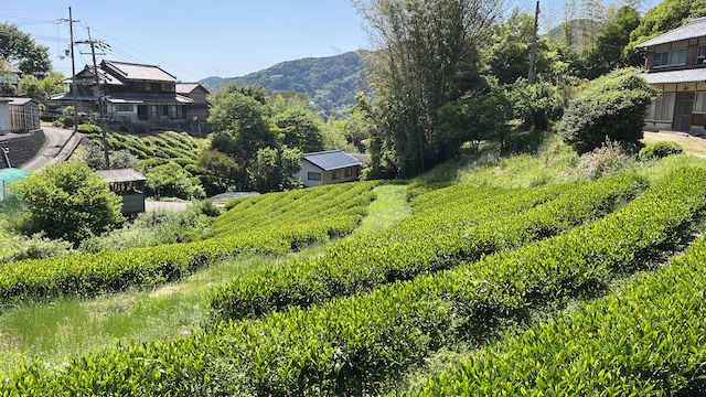 A Saeakari tea field of around four years old bushes