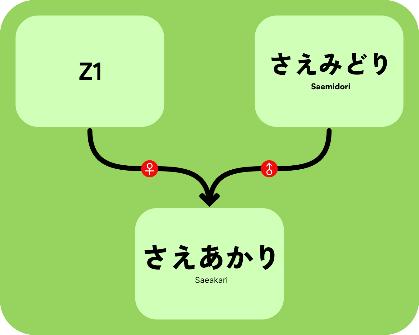 Saeakari genealogy tree