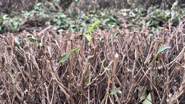 Tea bush branches exposed after deep trimming