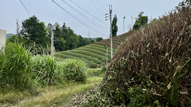 A deep trimmed bush on the right and how it looks on the fields at the back