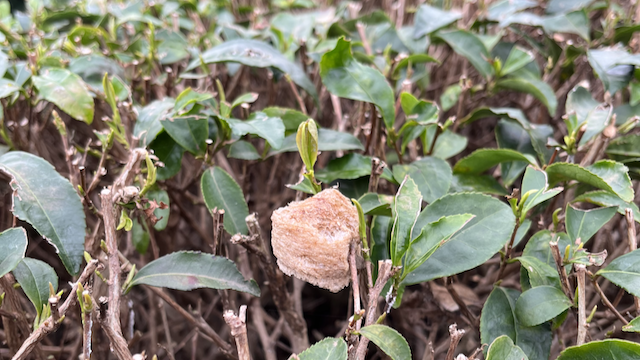 A mantis egg exposed after the harvest