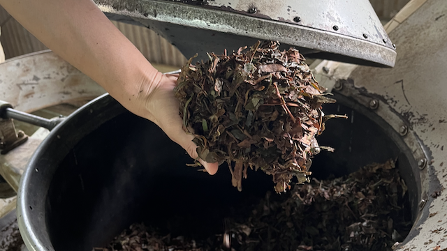 Rolling and twisting tea leaves for the second time to further encourage oxidation