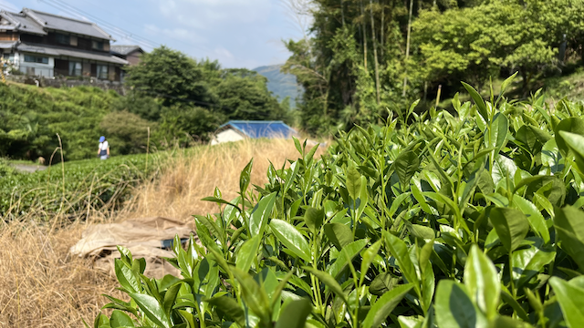 A Saeakari filed I helped harvest a few weeks ago