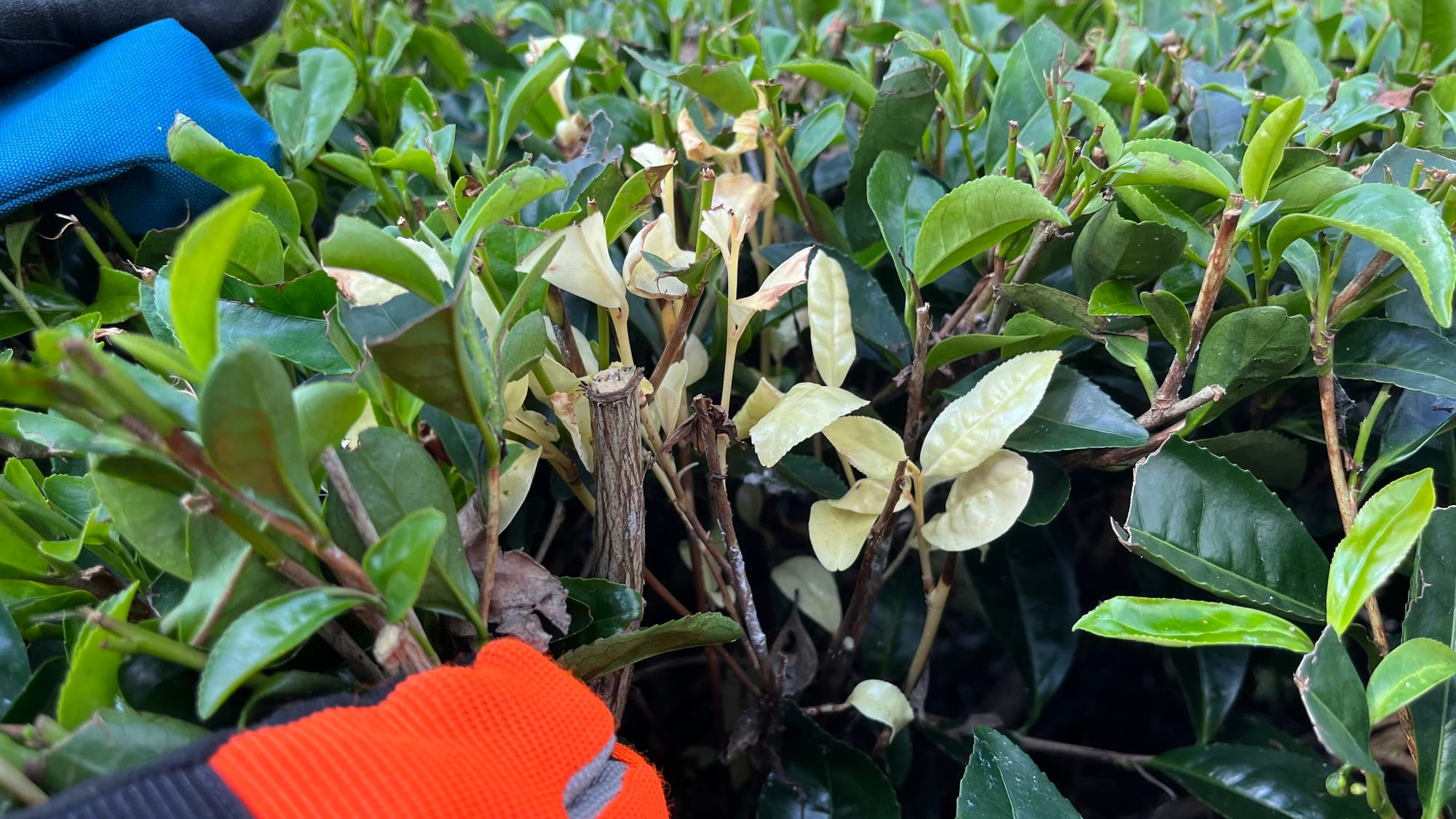 An albino mutation on a Saeakari tea bush. Always fun to hunt for this rare naturally occurring phenomenon.