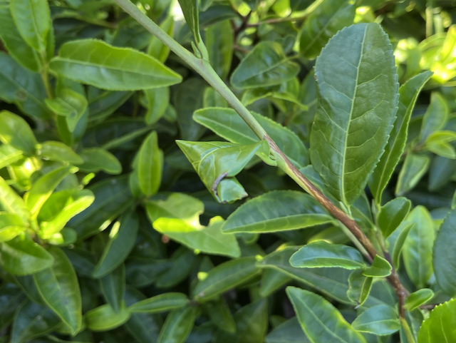 A leaf roller, a type of pest although not that bad at all.