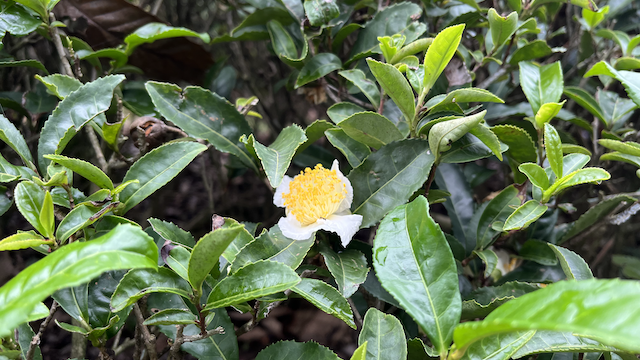 Tea bushes are Tea bushes are flowering right now. Different cultivars have different flower shapes and dimensions too.