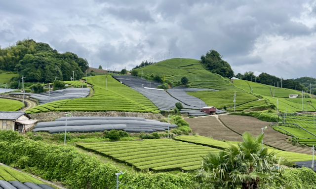 Direct shading covers applied on top of the tea bush in spring.