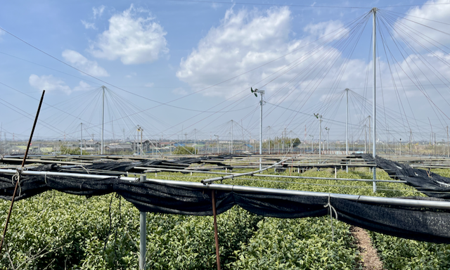 Aichi prefecture shelf-style shading, with metal wires and a big pole supporting the roof, which kind of floats above the bushes.