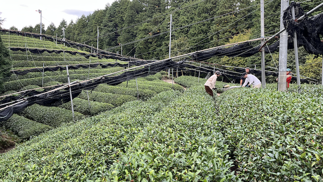 Harvesting for autumn bancha in our natural tea garden.