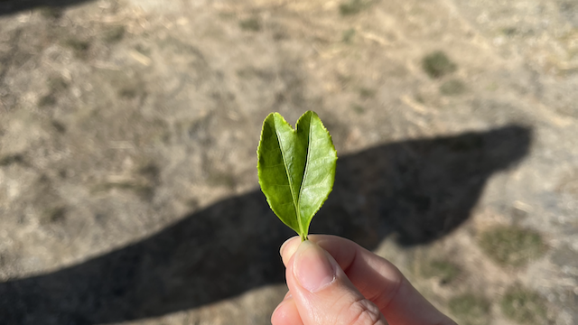 A cute leave I found while inspecting a tea field.