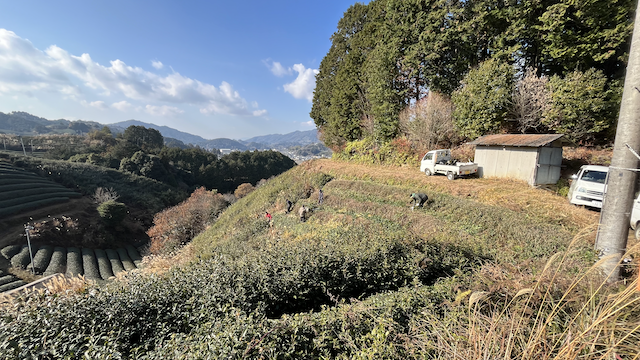 Recovery of an abandoned tea field. Row at the front an back waiting to be cut down, brown areas are the deep cut bushes.