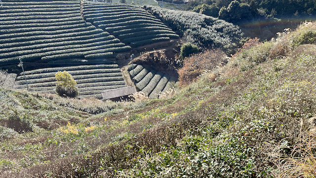 A whole section done, you can start to see how the rows were made and how much weed and bamboo has grown in them.