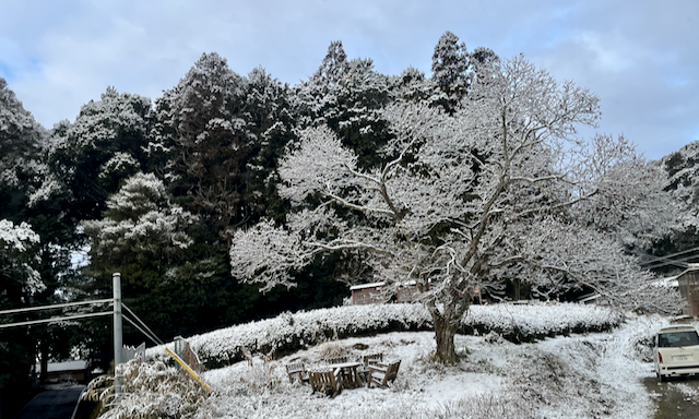 Snowy tea field in front of our office in Wazuka.