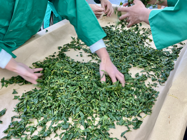 Gokou leaves used during the competition.